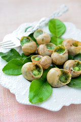 Snails on leaves of lime
