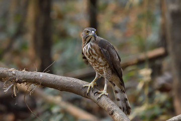 Shikra