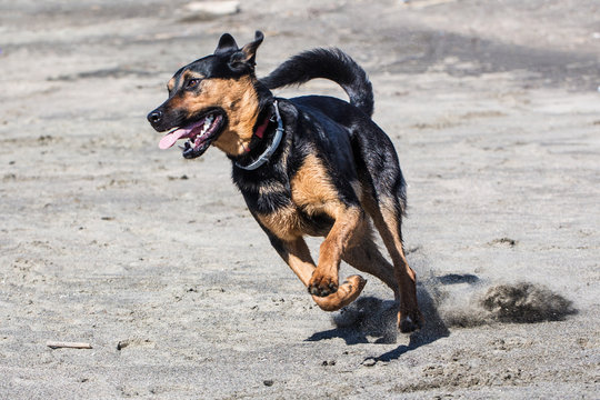 Un cane correre felice in spiaggia