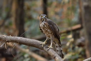 Obraz premium Shikra