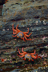 The Sally Lightfoot crabs are a brightly coloured coastal scavenger, found in the Galapagos Islands.
