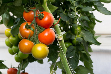 tomate ramo en planta