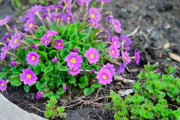 Blooming purple primrose in a flowerbed in spring