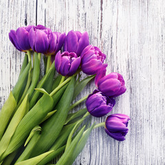 tulipany - obrazy, fototapety, plakaty