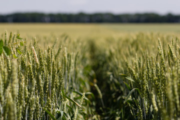 wheat field on a summer day