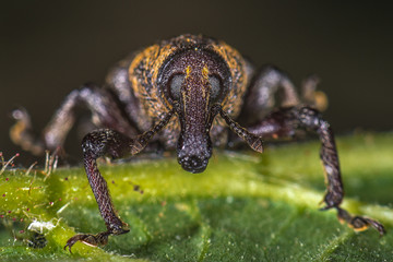 Fichtenrüsselkäfer - Rüsselkäfer (Hylobius abietis) auf einem Blatt