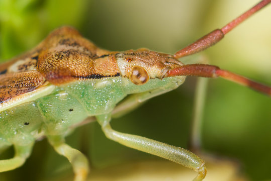 Wanze (Gonocerus acuteangulatus) Portrait
