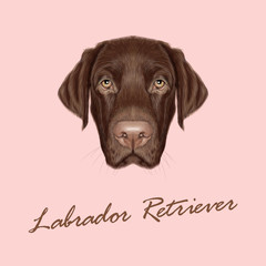 Labrador Retriever Dog portrait