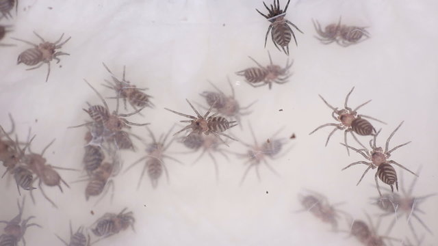 small Funnel-web spider linothele fallax
