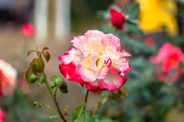 The roses are in full bloom in the park, it is very beautiful