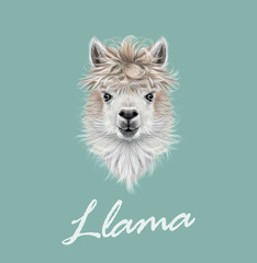 Llama animal portrait © ant_art19