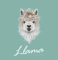 Foto auf Alu-Dibond Llama animal portrait © ant_art19