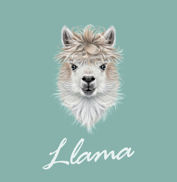 Llama animal portrait