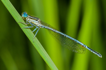 Blaue Federlibelle (Platycnemis pennipes) Männchen auf einem Grashalm