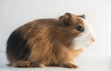 closeup of cute guinea pig