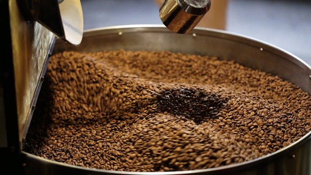 The freshly roasted coffee beans from a large coffee roaster being poured into the cooling cylinder. Person checks the quality.