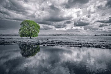Fotobehang zwart-wit landschap en groene boom © Vitalez