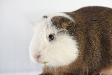 closeup of cute guinea pig