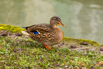 Ente