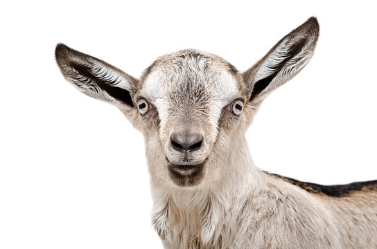 Portrait of a young gray goat