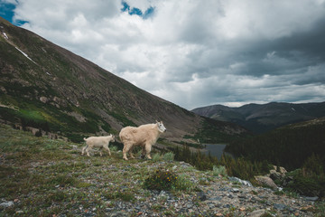 Mountain Goat Mother and Kid