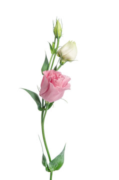 Two Pale Pink Flowers Isolated On White. Eustoma