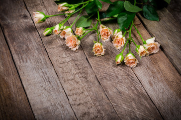 cream pink roses on wooden background