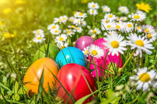 Colorful Easter eggs in grass with daisy flowers