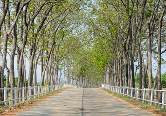 Fototapeta na wymiar Tree lined road to farm