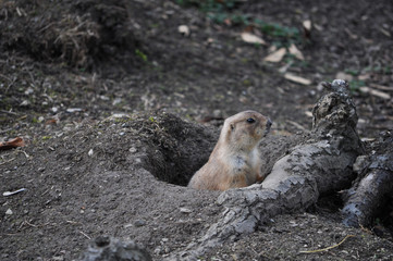 Squirrel mammal animal