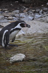 Naklejka premium Penguin bird animal