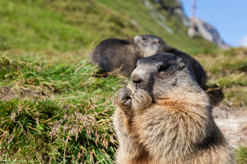Marmot