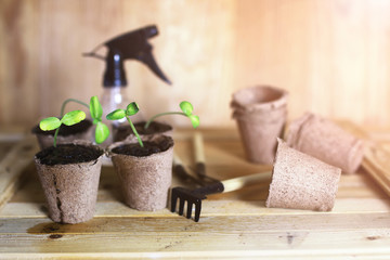 gardening at home hand sprout table