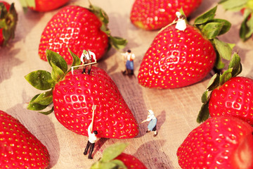 Miniature farmers harvesting berries