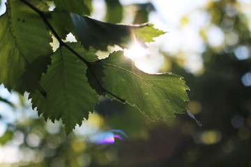 leaves on sky background