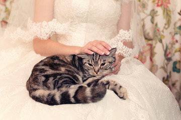 striped cat in hands at the bride