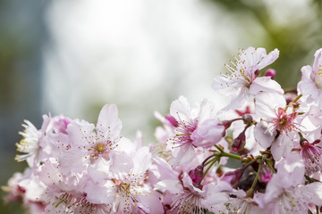 Sakura. Cherry Blossom in Spring season. Beautiful Pink Flowers