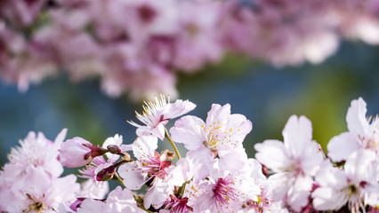 Sakura. Cherry Blossom in Spring season. Beautiful Pink Flowers