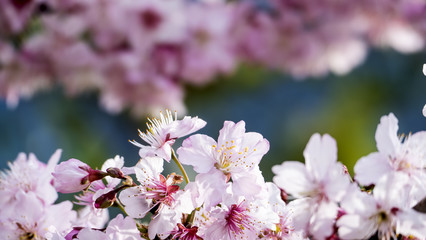 Sakura. Cherry Blossom in Spring season. Beautiful Pink Flowers