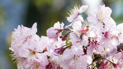 Fototapeta premium Sakura. Cherry Blossom in Spring season. Beautiful Pink Flowers