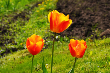 three tulips