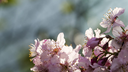 Sakura. Cherry Blossom in Spring season. Beautiful Pink Flowers
