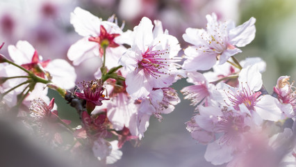 Fototapeta na wymiar Sakura. Cherry Blossom in Spring season. Beautiful Pink Flowers