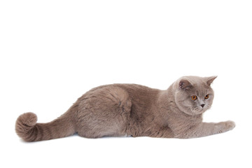 Scottish Straight cat lies