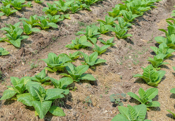 Row of tobbaco plant