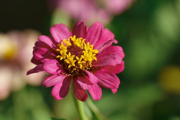 Obraz premium Pink flower with yellow pollen