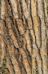 Background texture of tree bark. Skin the bark of a tree that traces cracking.