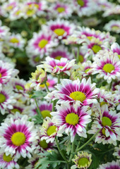 Pink and white Chrysanthemum flowers in full bloom