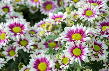 Pink and white Chrysanthemum flowers in full bloom