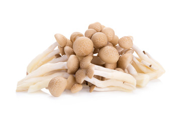 shimeji mushrooms brown varieties on white background